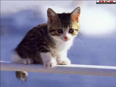 Combien de temps vit un chat ?