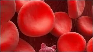 Pour quelle raison une personne peut-elle avoir une anémie ?