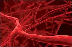 Le sang est un liquide qui se trouve dans les vaisseaux sanguins, il en existe 3 de sortes différentes, placez-les en ordre croissant de largeur.