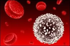 A quoi servent les globules blancs ?