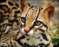 Cet animal est l'ocelot. Où vit-il ?