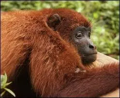 À quelle distance peut-on entendre les cris du singe hurleur ?