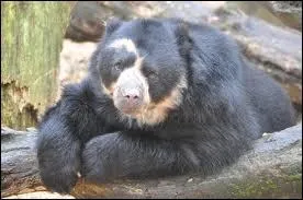 Comment s'appelle cet ours ?