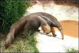 À quoi son long museau sert-il au tamanoir ?