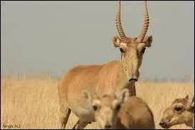 Cet animal n'est pas très beau. Comment s'appelle-t-il ?