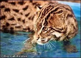 Ce chat pêcheur vit en Inde et en Asie du Sud-Est. Ce chat peut-il être domestiqué ?