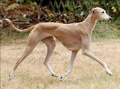 Quelle est la race de ce chien ?