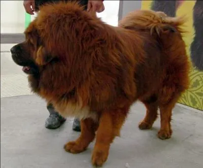 Quelle est la race de ce chien ?