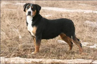 Quelle est la race de ce chien ?