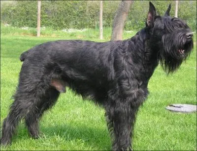 Quelle est la race de cet animal poilu ?