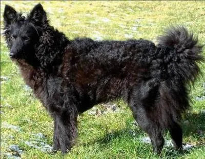 Quelle est la race de ce chien ?