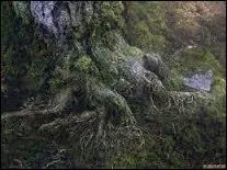 Quel dieu a changé sa fille en arbre à sa mort ?