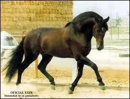 Quelle est cette race ?