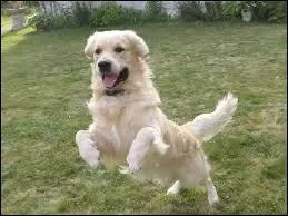 Quelle est cette race ?