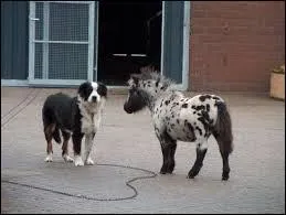 Quelle est cette race de cheval ?