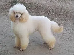 Quelle est cette race ?