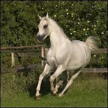 Quelle est cette race ?