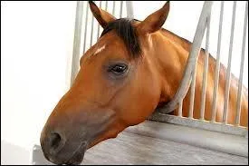 Quelle est cette race ?