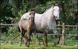 Comment traduit-on le poulain ?