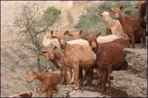 Que signifie "cabrito" ?