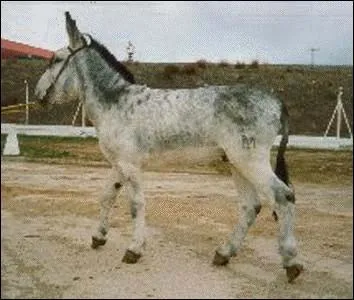 Quelques questions entièrement en espagnol.
¿ Cuál es el animal que rebuzna ?