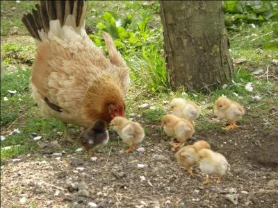 ¿ Cuál es el animal que pía ?