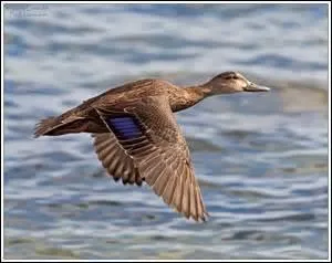 ¿ Cuál es el animal que parpa ?