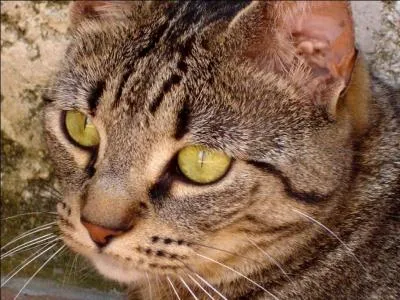 ¿ Cuál es el animal que maulla ?