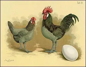 Que signifie "gallina" ?