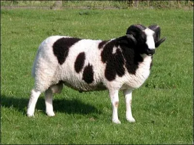 Comment traduit-on le mouton ?