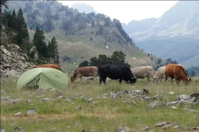 Que signifie "ternera" ?