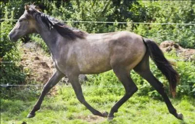 Comment traduit-on la pouliche ?