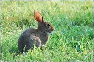 Comment traduit-on le lapin ?