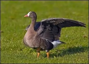 Que signifie "ganso" ?