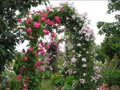 Que doit-on dire ?
Tu as deux rosiers dans ton jardin, et moi, un.
