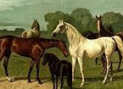 Quiz Les races de chevaux