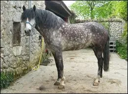 Quelle est cette race ?