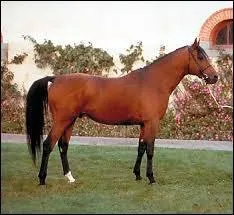 Quelle est cette race ?