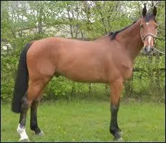 Quelle est cette race ?