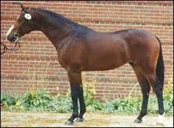 Quelle est cette race ?