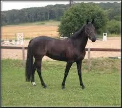 Quelle est cette race ?