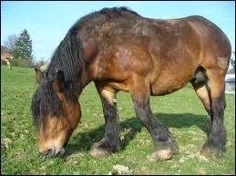 Quelle est cette race ?