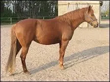 Quelle est cette race ?