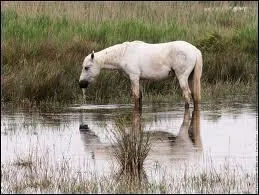 Quelle est cette race ?