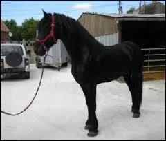 Quelle est cette race ?