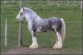 Quelle est cette race ?