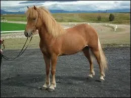 Quelle est cette race ?