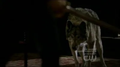 Dans quelle série/saga les vampires peuvent mourir d'une morsure de loup-garou ?