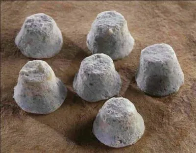 Voici de délicieux petits fromages de chèvre :