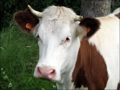 Comment dit-on 'vache' en anglais ?